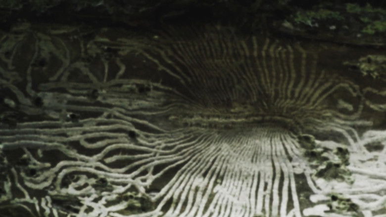 кадр из фильма Elms