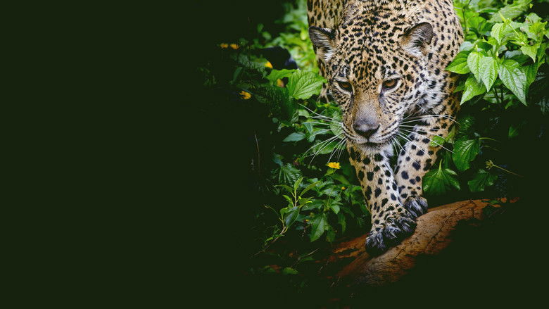 кадр из фильма Shadow Cats