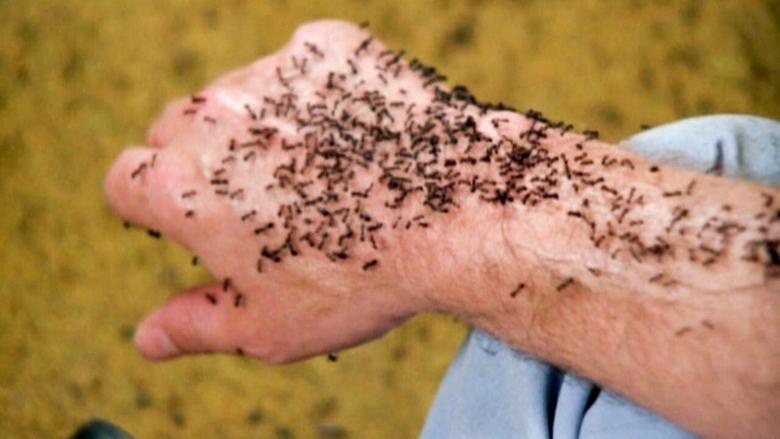 кадр из фильма Муравьи убийцы