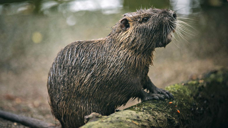 кадр из фильма Rodents of Unusual Size