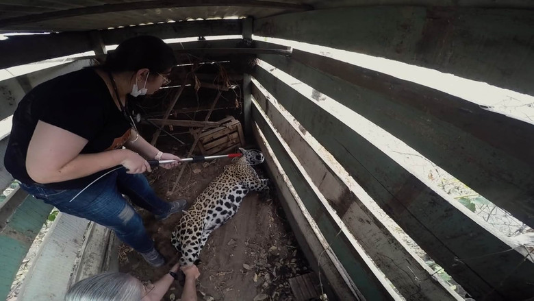 кадр из фильма Sinfonia da Sobrevivência