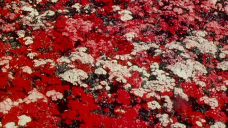 кадр из фильма Bark-Rind