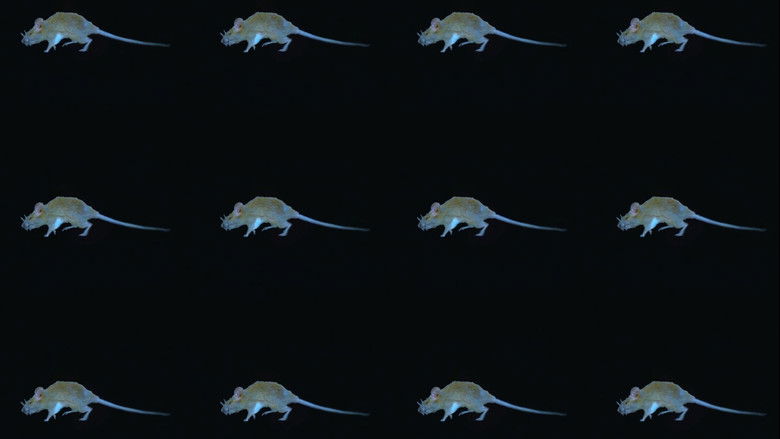 кадр из фильма The Experience of a Rat