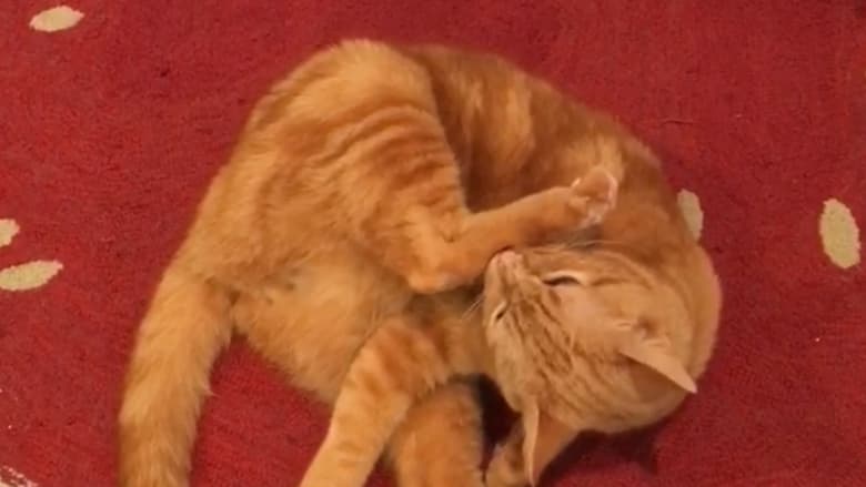 кадр из фильма The Adventures of Murphy the Cat #1