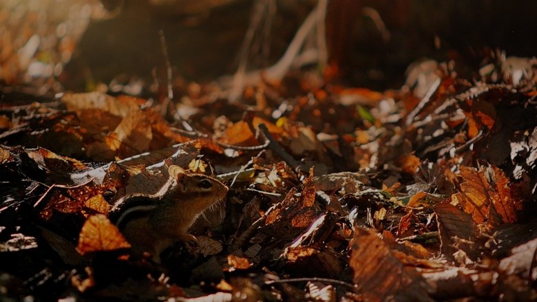 BBC Маленькие Гиганты