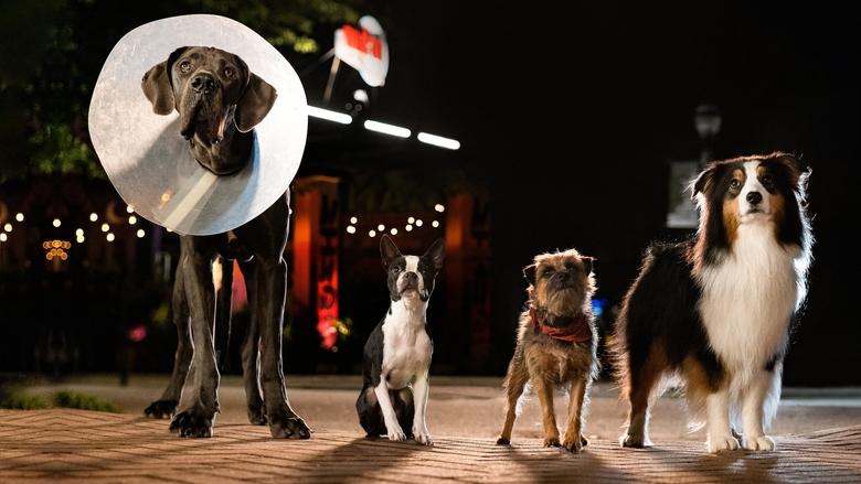 кадр из фильма Отвязные дворняги