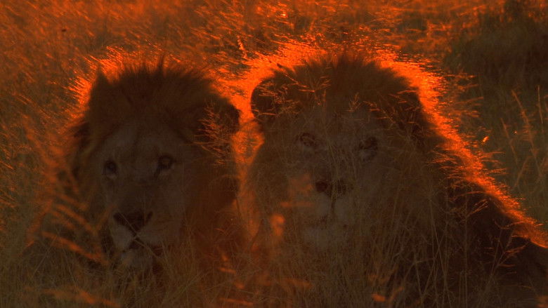 кадр из фильма Big Cat Odyssey