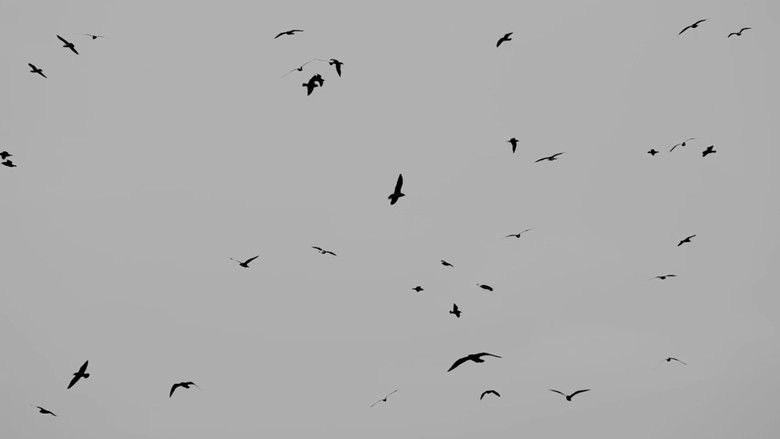 кадр из фильма When the Crows Went Wild