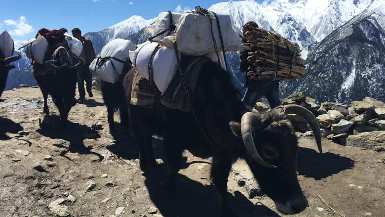 кадр из фильма Children of the Snow Land