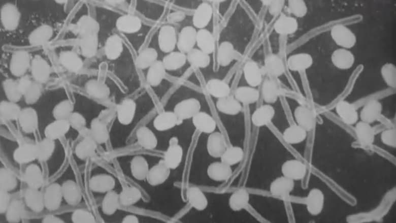 кадр из фильма Peas and Cues