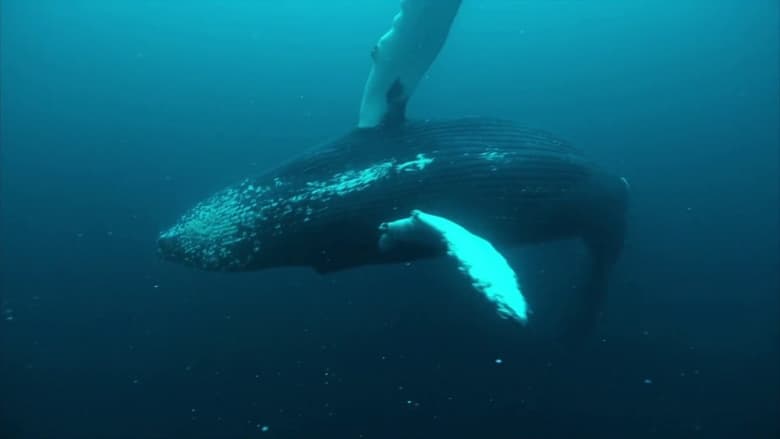 кадр из фильма Norvège : le festin des orques