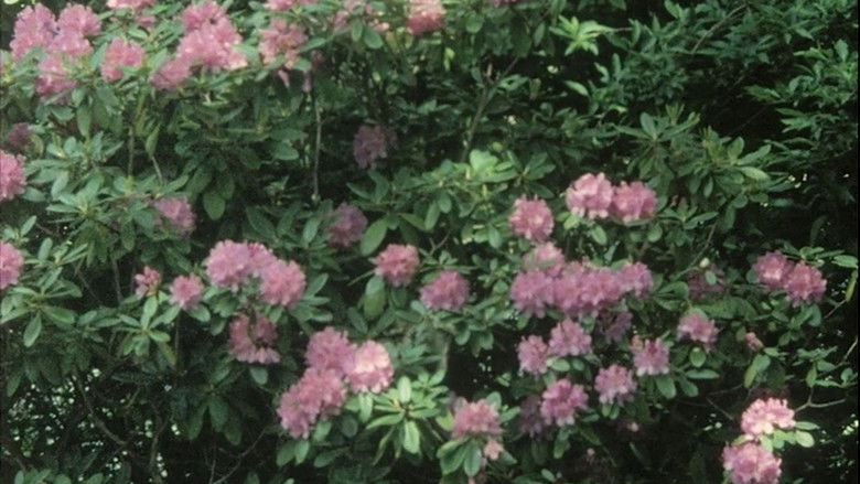 кадр из фильма Kopfüber im Geäst