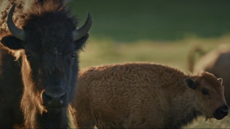 кадр из фильма Aiskótáhkapiyaaya