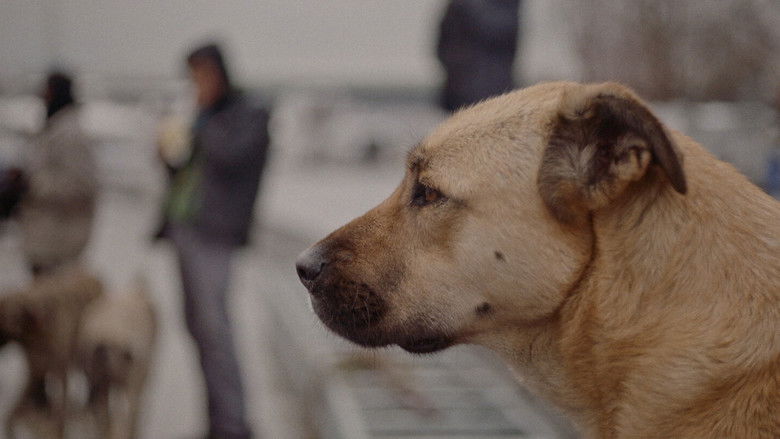 кадр из фильма Stray