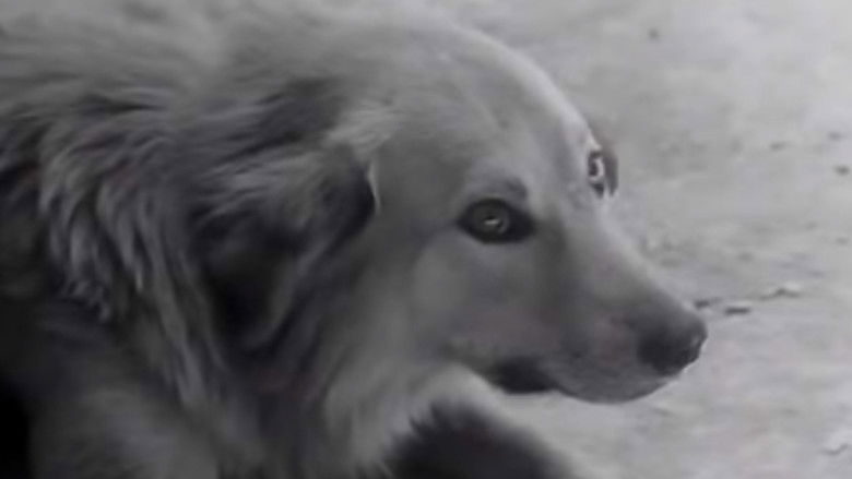 кадр из фильма نان و کوچه‎‎