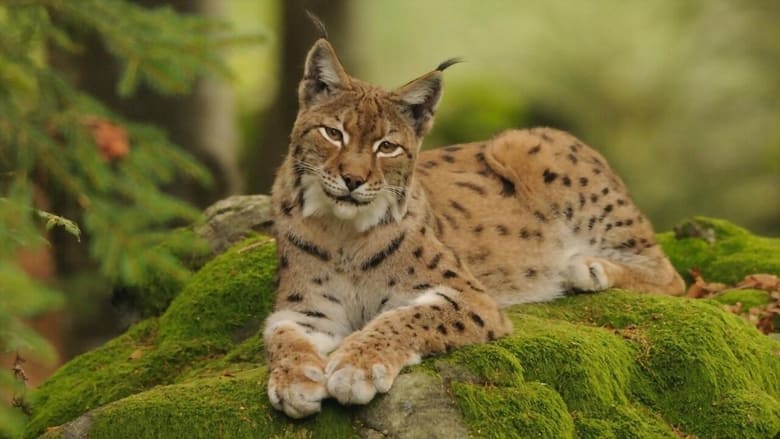 кадр из фильма Im Wald der Luchse