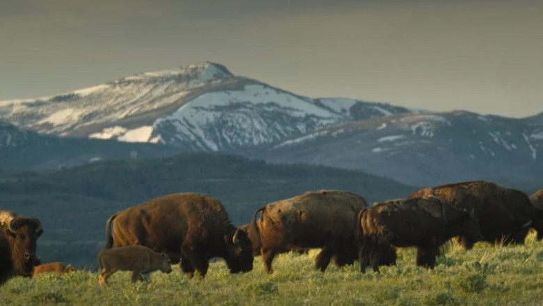кадр из фильма Aiskótáhkapiyaaya