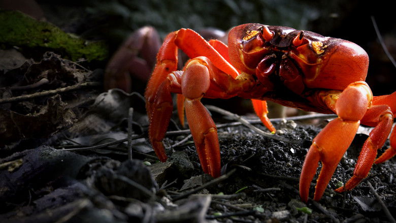 кадр из фильма The Giant Robber Crab