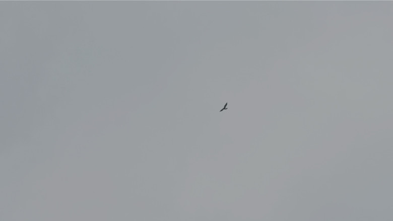 кадр из фильма Гамнет