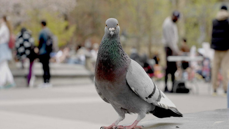 The Pigeon Hustle