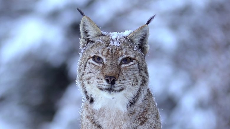 кадр из фильма România Sălbatică