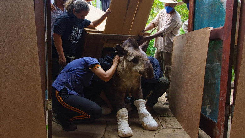 кадр из фильма Sinfonia da Sobrevivência