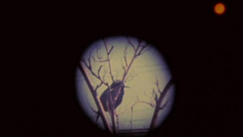 кадр из фильма Birds at Sunrise