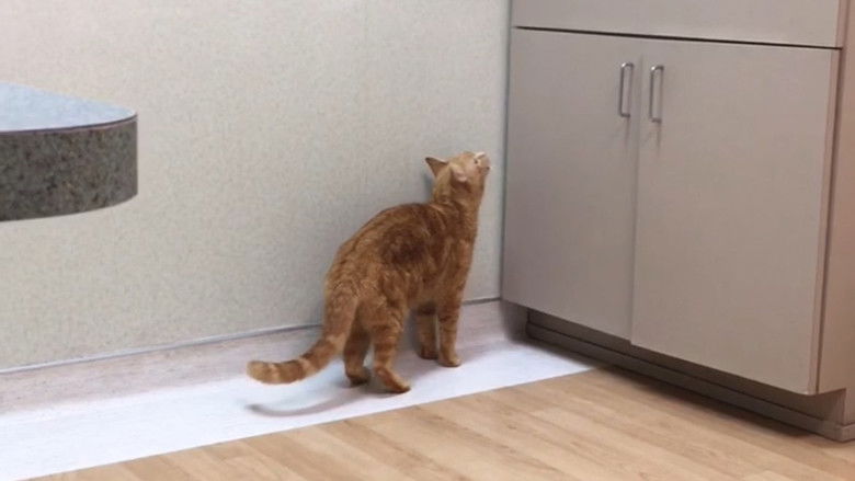 кадр из фильма The Adventures of Murphy the Cat #4