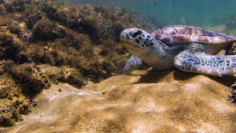 кадр из фильма Brasil Azul