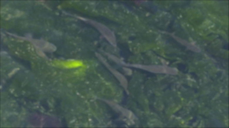 кадр из фильма 물안에서