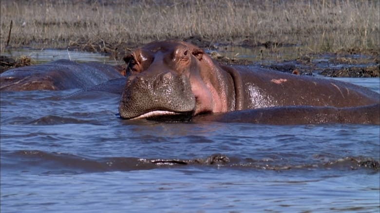 кадр из фильма Dark Side of Crocs