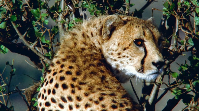 кадр из фильма The End of the Game