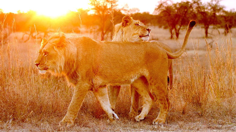 кадр из фильма Lion Spy