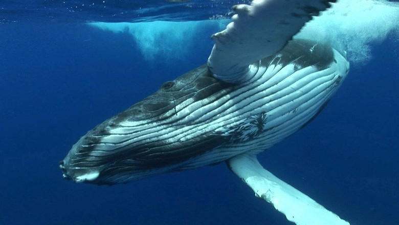 кадр из фильма Danse avec les poissons