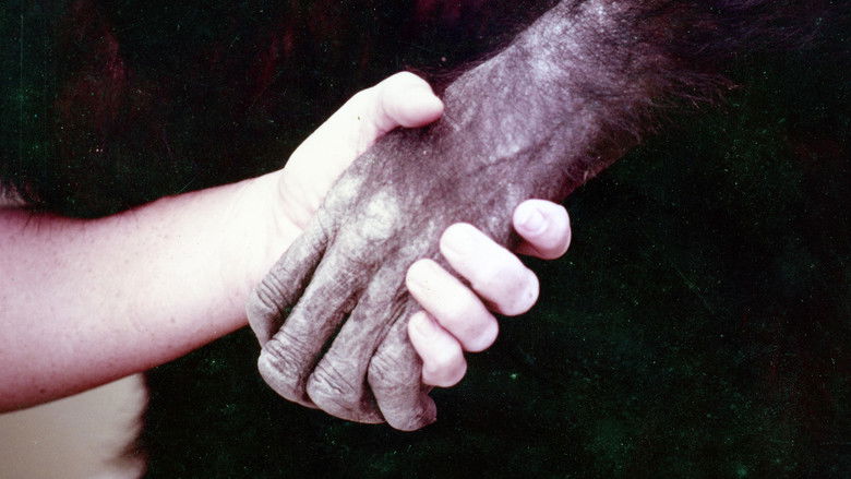 кадр из фильма Lucy the Human Chimp