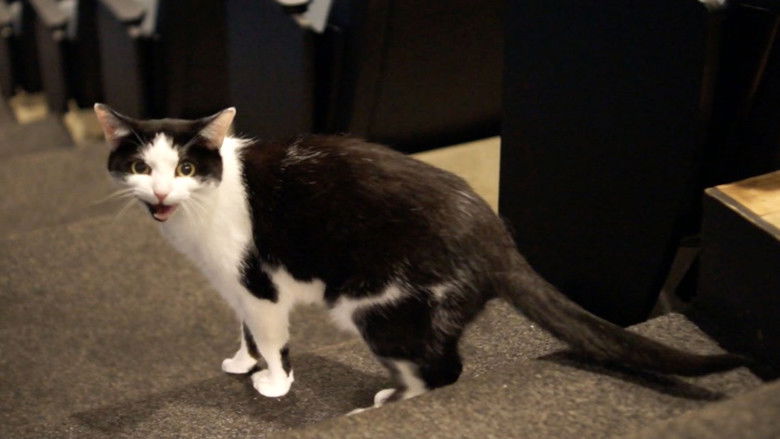 кадр из фильма Quarantine Cat Film Festival