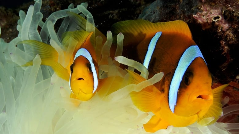 кадр из фильма Filmstar Fish: Struggle For Survival