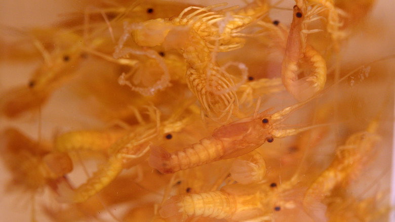 кадр из фильма Lobsteropolis