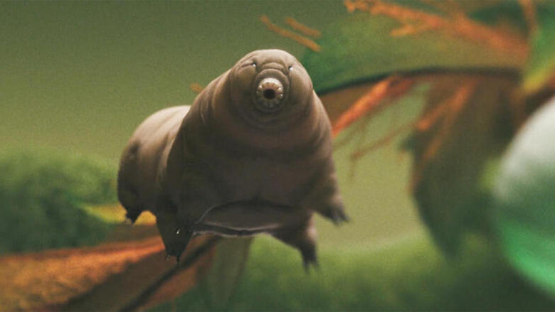 Tardigrade, l'animal indestructible