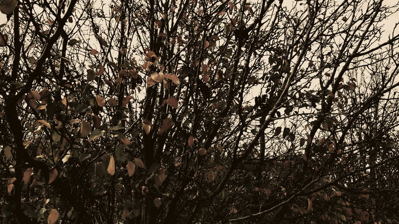 кадр из фильма Meshes of an Autumn Afternoon