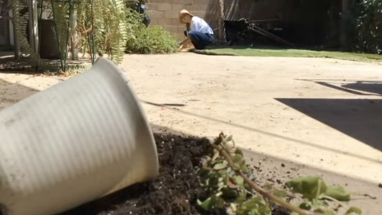 кадр из фильма Potted Plant