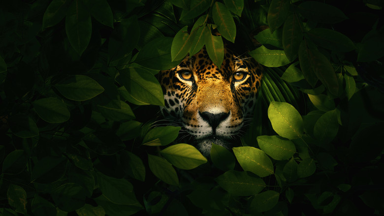 кадр из фильма Jaguars vs. Crocs