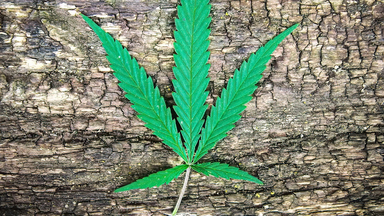 кадр из фильма Cannabis