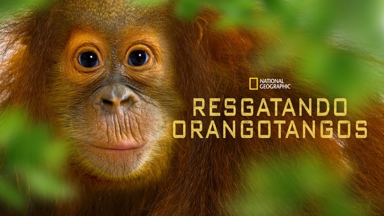 кадр из фильма Operation Orangutan