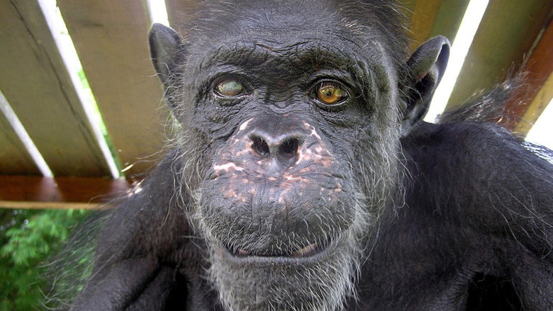 кадр из фильма Schimpansen im Kongo mit Jane Goodall