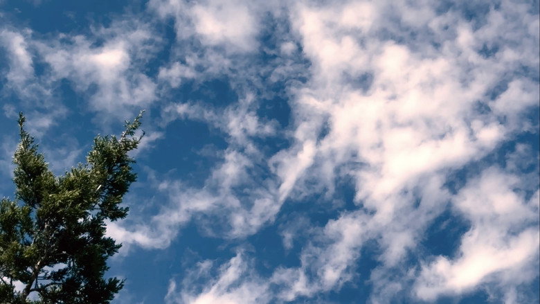кадр из фильма BIRDS ARE DRONES AND THEY CHARGE ON POWERLINES