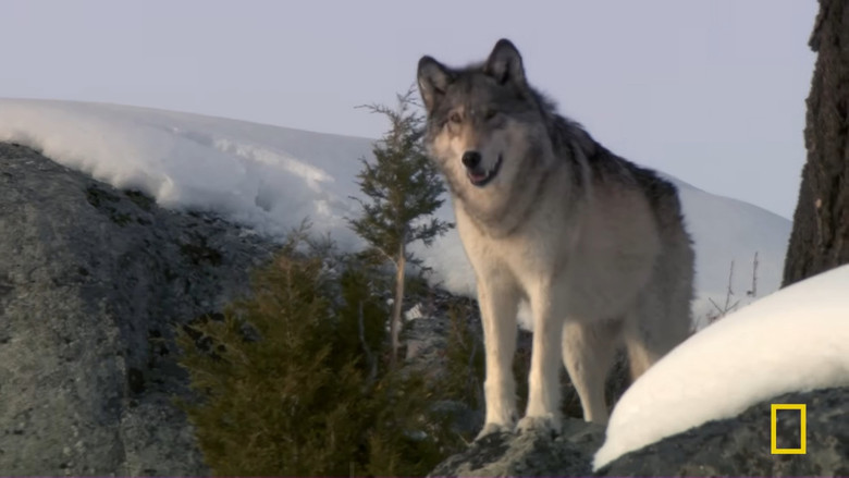 кадр из фильма She Wolf