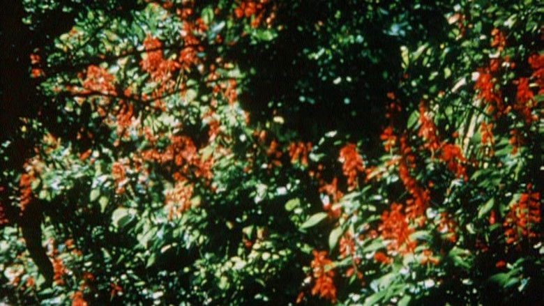 кадр из фильма Australian Bush