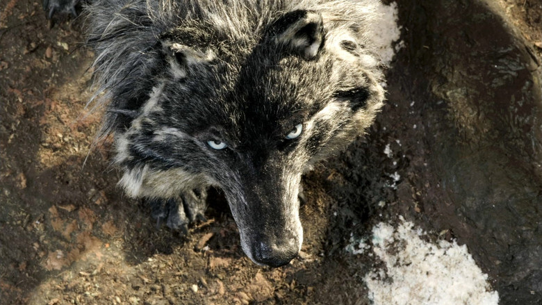 кадр из фильма Петя и волк