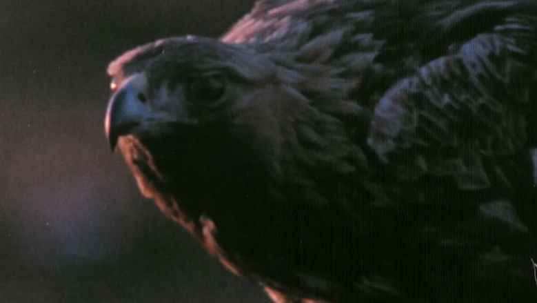 кадр из фильма Pohjoisten metsien äänet